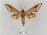 白點天蛾 藏品圖，第2張