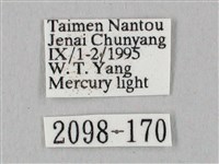 白點天蛾 藏品圖，第3張