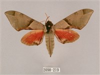 榆綠天蛾藏品圖，第1張