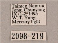 榆綠天蛾藏品圖，第3張