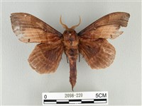 松大毛蟲藏品圖，第1張