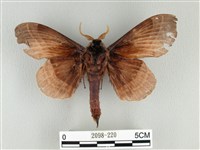 松大毛蟲藏品圖，第2張