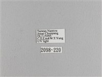 松大毛蟲藏品圖，第3張