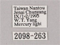 齒翅三線天蛾藏品圖，第3張