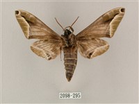 白點天蛾 藏品圖，第2張