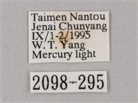 白點天蛾 藏品圖，第3張