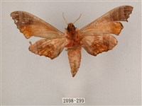 黑角六點天蛾藏品圖，第2張