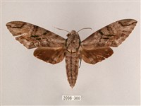 細斜紋霜天蛾藏品圖，第1張