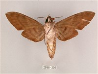 細斜紋霜天蛾藏品圖，第2張