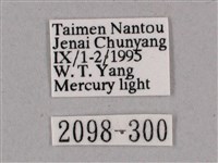 細斜紋霜天蛾藏品圖，第3張