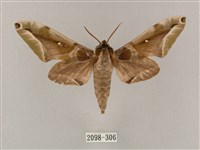 白點天蛾 藏品圖，第1張