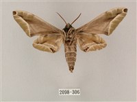 白點天蛾 藏品圖，第2張