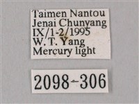 白點天蛾 藏品圖，第3張