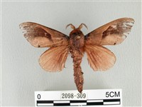 大褐斑枯葉蛾藏品圖，第1張