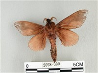 大褐斑枯葉蛾藏品圖，第2張