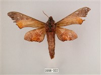 黑角六點天蛾藏品圖，第2張