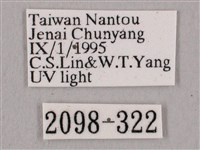 黑角六點天蛾藏品圖，第3張