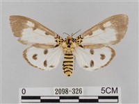 長斑擬燈蛾藏品圖，第1張