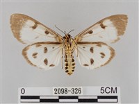 長斑擬燈蛾藏品圖，第2張