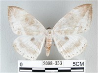 圓翅大鉤蛾藏品圖，第1張