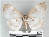 圓翅大鉤蛾藏品圖，第2張