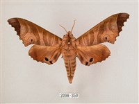 黑角六點天蛾藏品圖，第1張