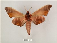 黑角六點天蛾藏品圖，第2張