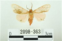 三條橙燈蛾藏品圖，第1張