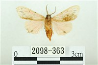 三條橙燈蛾藏品圖，第2張