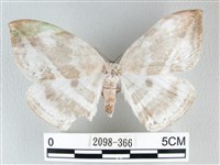 圓翅大鉤蛾藏品圖，第1張