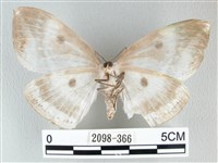 圓翅大鉤蛾藏品圖，第2張