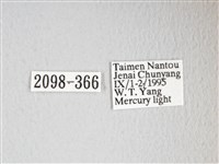 圓翅大鉤蛾藏品圖，第3張