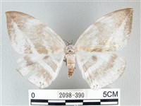 圓翅大鉤蛾藏品圖，第1張