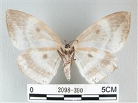 圓翅大鉤蛾藏品圖，第2張