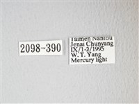 圓翅大鉤蛾藏品圖，第3張