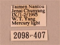 栗六點天蛾藏品圖，第3張