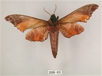 黑角六點天蛾藏品圖，第2張