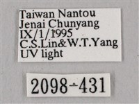 黑角六點天蛾藏品圖，第3張