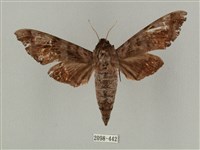 半緣缺角天蛾藏品圖，第1張