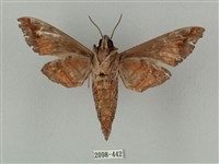 半緣缺角天蛾藏品圖，第2張