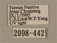 半緣缺角天蛾藏品圖，第3張