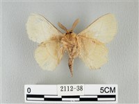 青枯葉蛾藏品圖，第2張