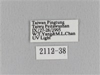 青枯葉蛾藏品圖，第3張