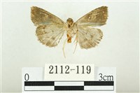 白斑散紋夜蛾藏品圖，第2張