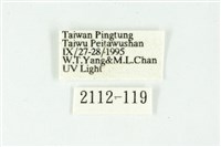 白斑散紋夜蛾藏品圖，第3張