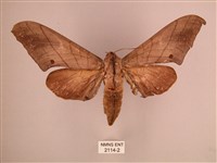 直翅六點天蛾藏品圖，第1張