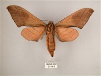 直翅六點天蛾藏品圖，第2張