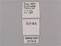 直翅六點天蛾藏品圖，第3張