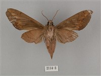 鋸線天蛾藏品圖，第2張