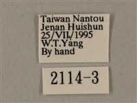 鋸線天蛾藏品圖，第3張